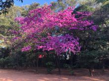 NIAS Spring Tree